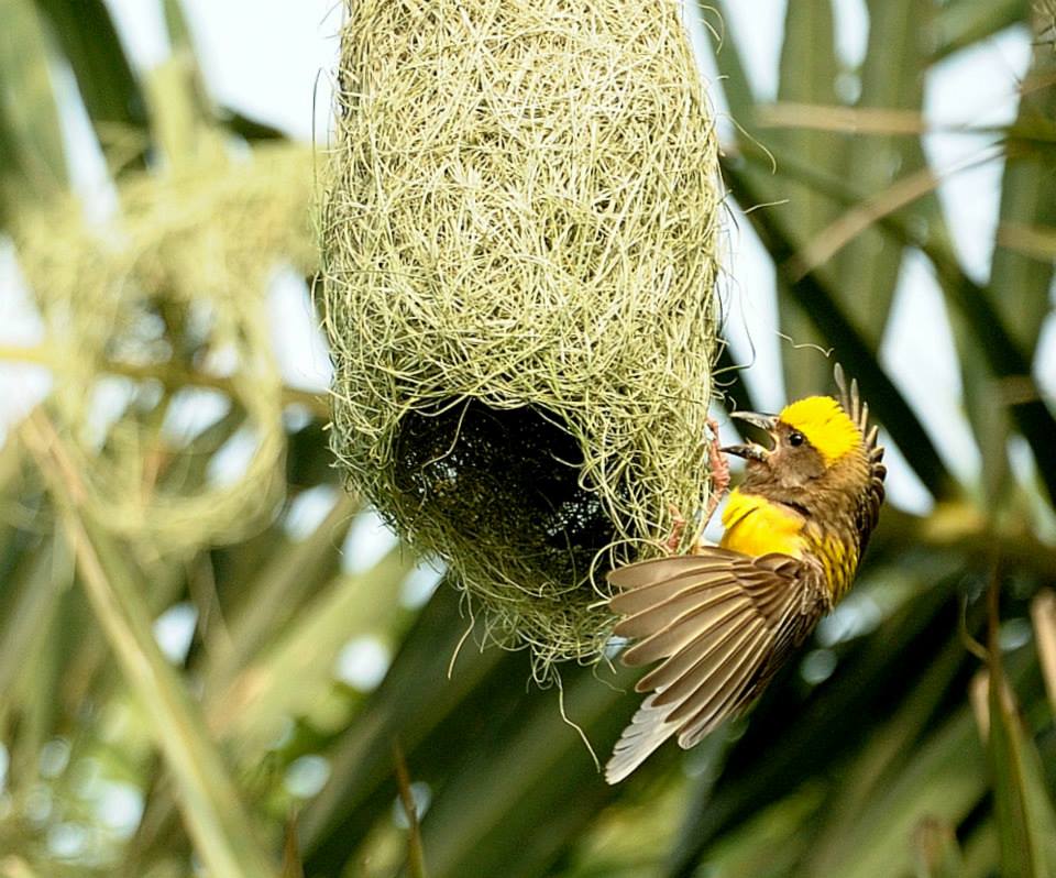 Baya weaver: A Sughad(Skilled)&nbsp;Male