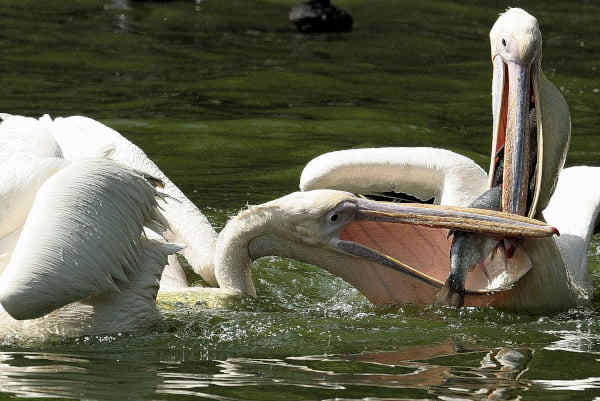 Mary had a little lamb… Some people think it is delicious…