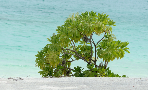 Every Tree Has a&nbsp;Story