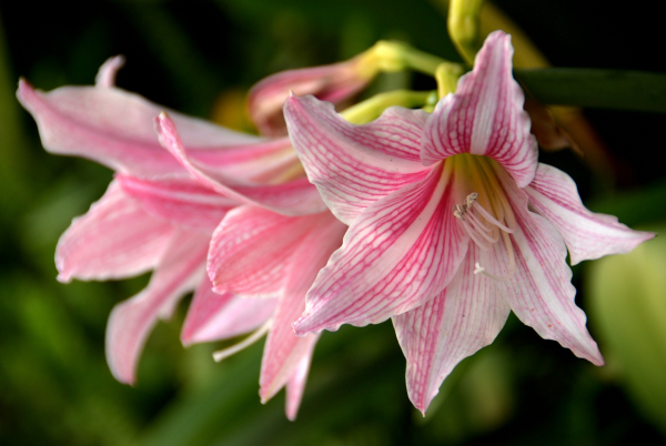 Lily, don’t be&nbsp;silly