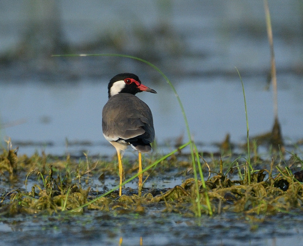 Nalsarovar Bird Sanctuary, a paradise for&nbsp;birdwatchers