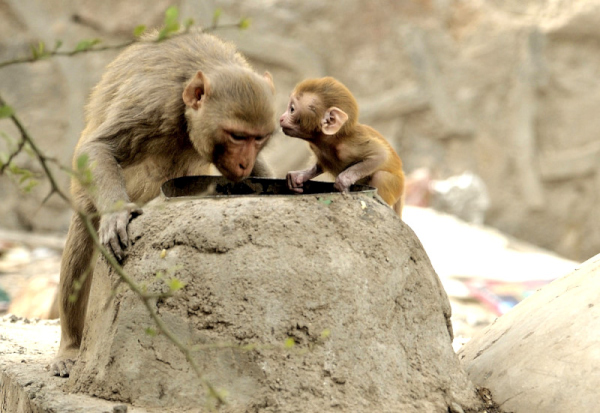 Gulzar’s Poetry: All The Shades of&nbsp;Love