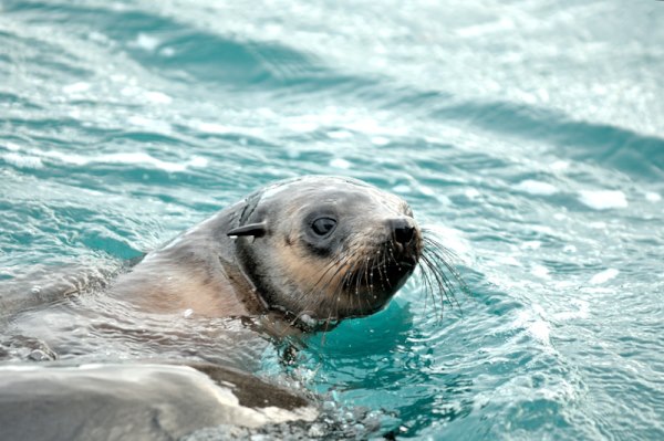 Australian Fur Seals: Seals of Seal Rocks