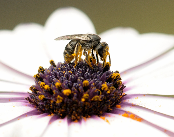 Kahlil Gibran, Javed Akhtar and Honey Bees…