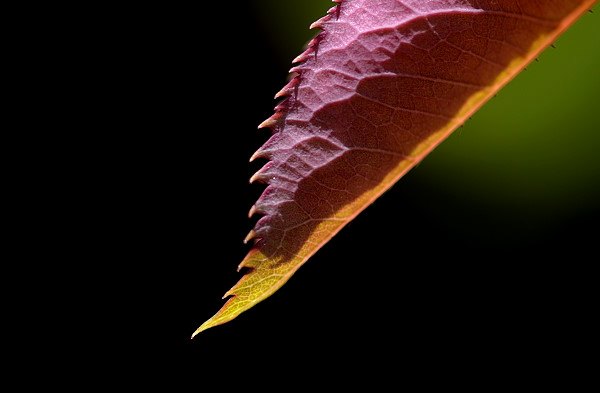 Why Should Flowers Enjoy All the&nbsp;Attention?