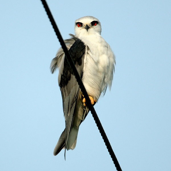Black Shouldered Kite (Elanus&nbsp;caeruleus)