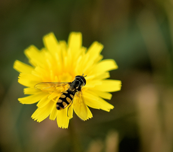 Dandelion, the Wish&nbsp;Flower