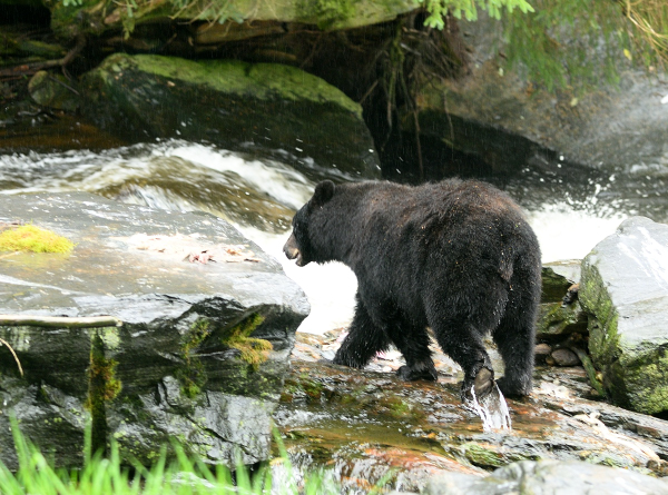 Black bears (Ursus americanus)