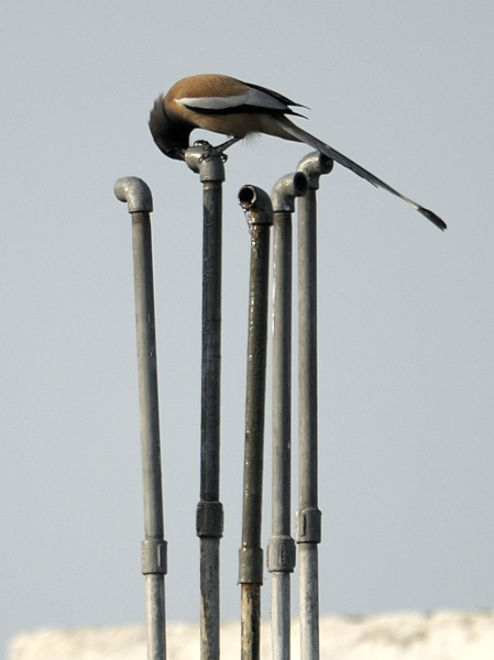 Roufus Treepie, Bird With a Long Tail