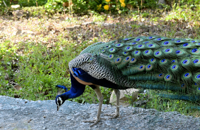 Pushpa, I Hate Tears… But Peacocks Apparently&nbsp;Don’t