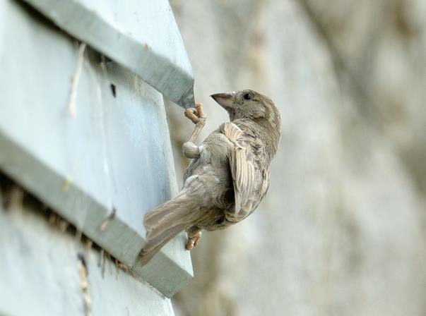 Missing Sparrows of Delhi