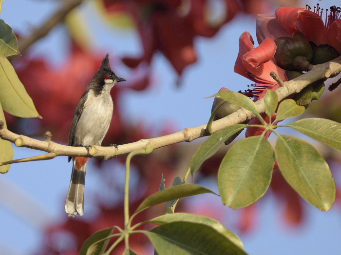 Semul Flowers in&nbsp;Delhi