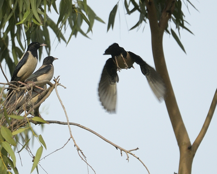 Rosy Starlings in Delhi: A Seasonal Spectacle in Motion