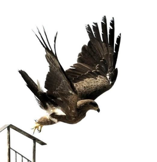 Black Kites: The Birds That Own Delhi’s Skyline