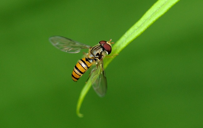 Hoverflies: Tiny Helicopters with a Murderous Childhood