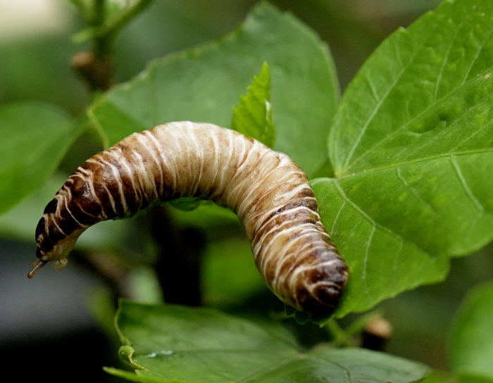 Eleutherocaulis haroldi, the caterpillar slug