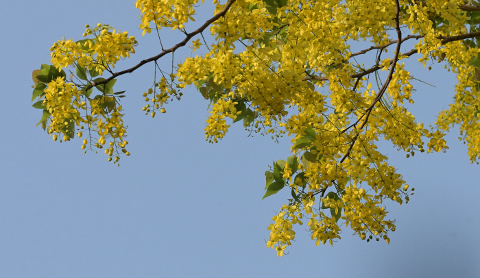 Delhi’s Golden Symphony: The Amaltaas in Bloom