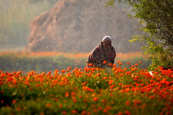 Marigold, Flowers That Bloom in Cinema and Culture