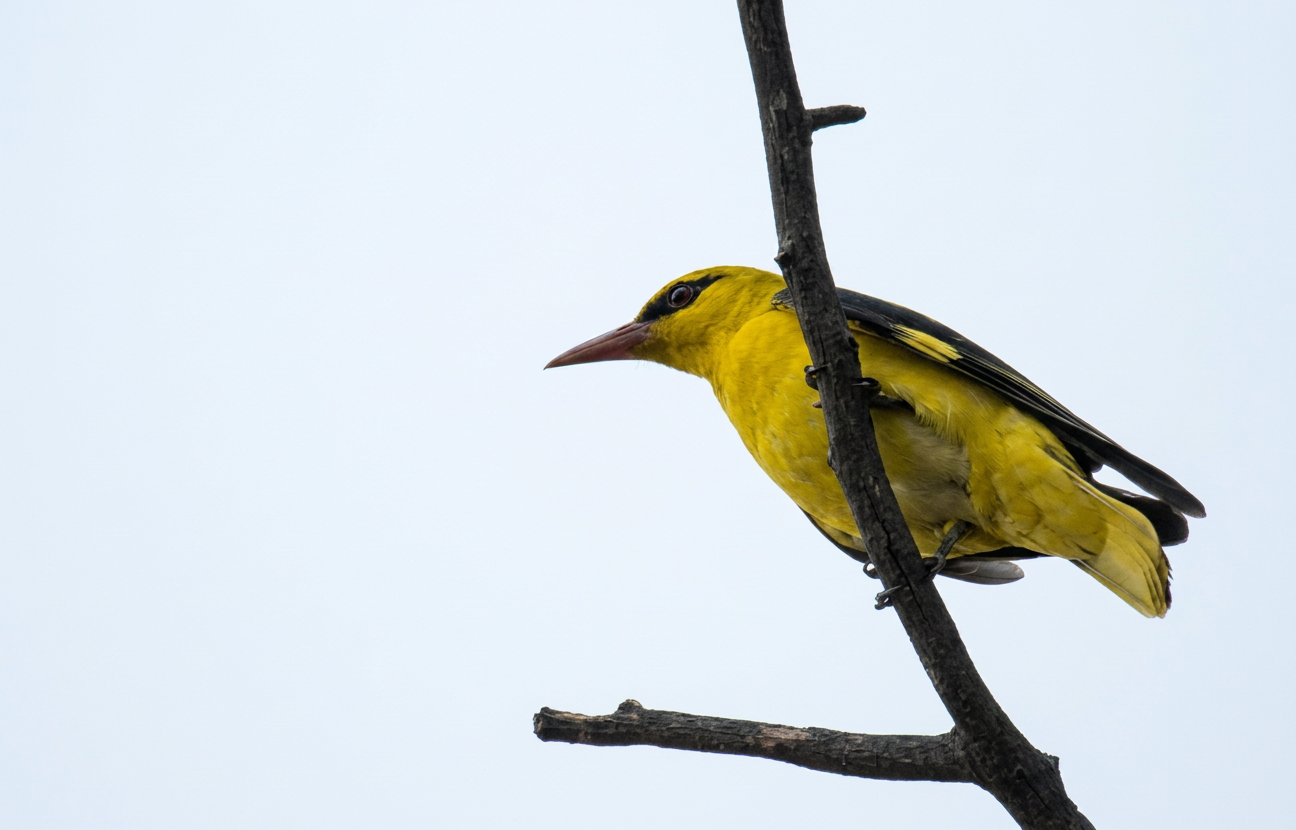 oriole