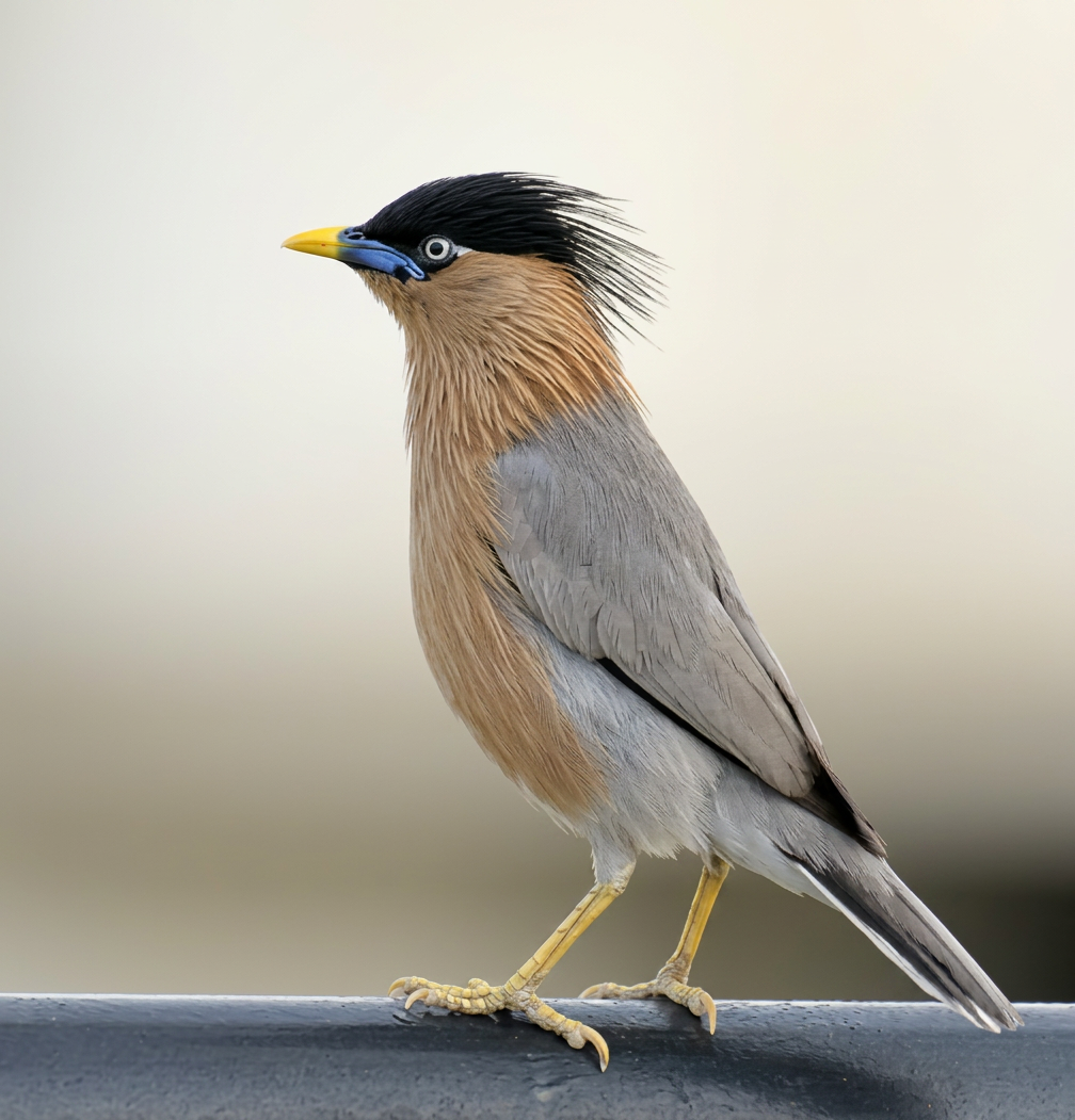 Brahminy starling