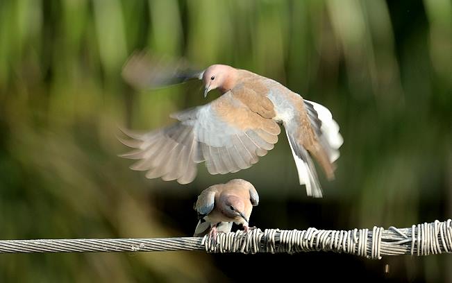 The Dove Who Chose&nbsp;Survival