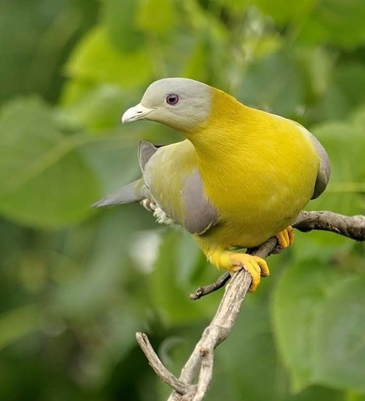 Not a Parrot, Just a Very Fashionable Pigeon