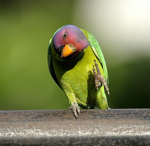 The Charming Plum-headed Parakeet