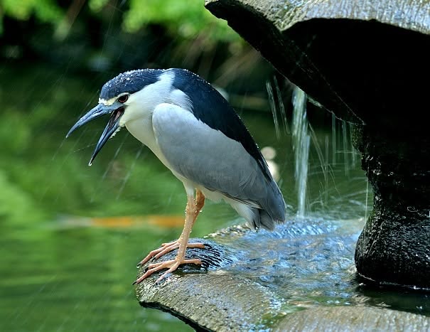 Tales of the Black-crowned Night Heron