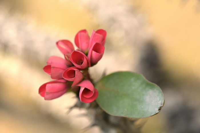 Euphorbia Milii, Nature’s Lesson in Personal Space
