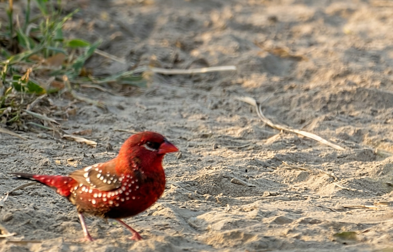 munia