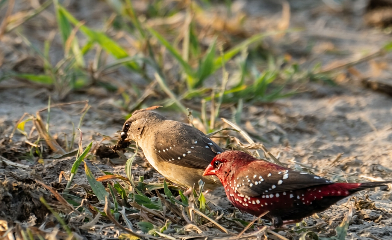 Munia 2