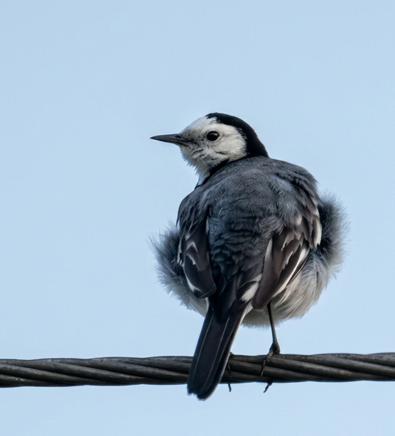 The White Wagtail, Battery khatam Hi Nahin Hondi…