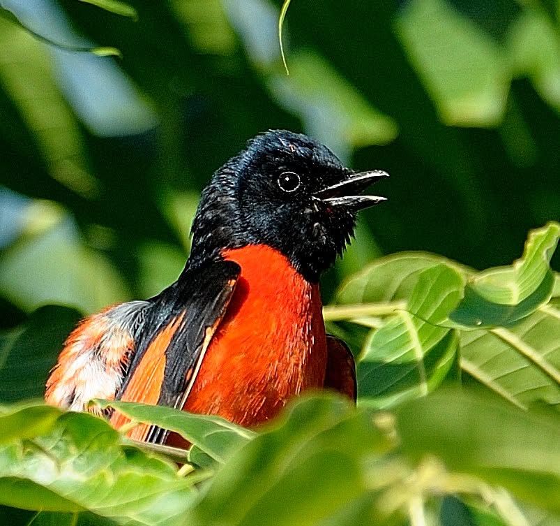 Bahut Nainsaafi Hai! The Scarlet Minivet