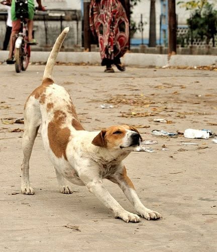 Yoga Day Special: Strengthening Spines, One Stretch at a Time